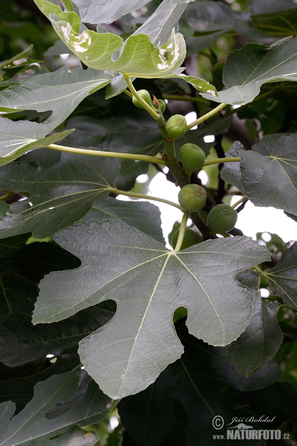 Ficus carica