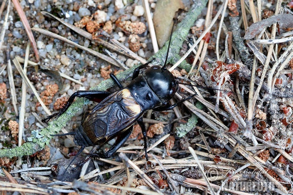 Field Cricket (Gryllus campestris)