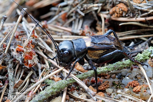 Field Cricket (Gryllus campestris)