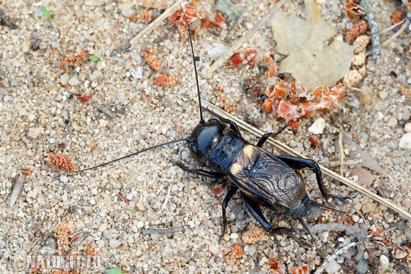 Field Cricket (Gryllus campestris)