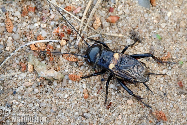 Field Cricket (Gryllus campestris)