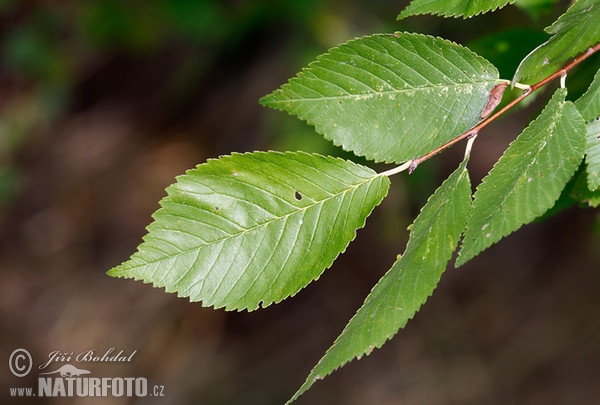 Field Elm (Ulmus minor)