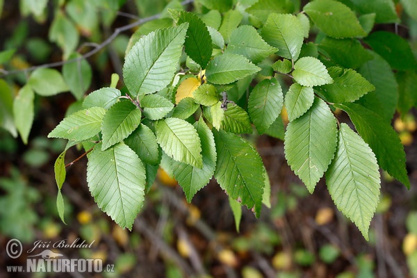 Field Elm (Ulmus minor)