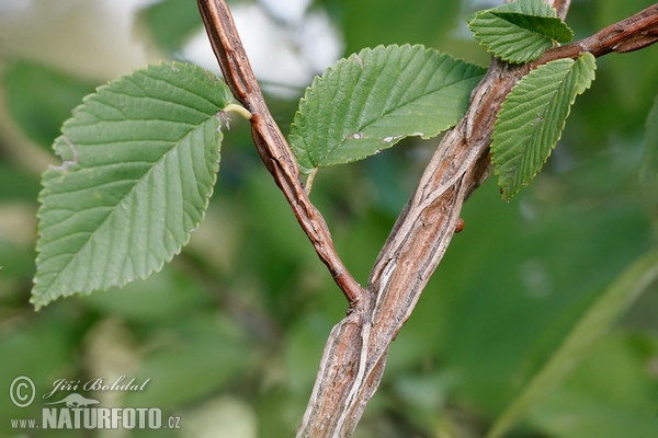 Field Elm (Ulmus minor)