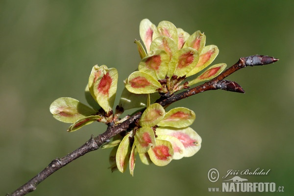 Field Elm (Ulmus minor)