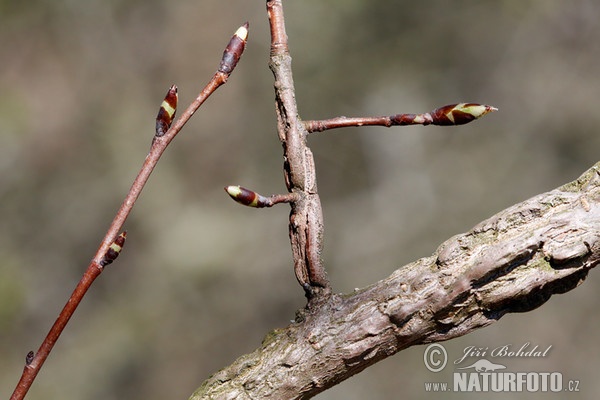 Field Elm (Ulmus minor)