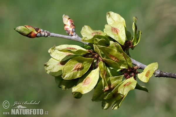 Field Elm (Ulmus minor)