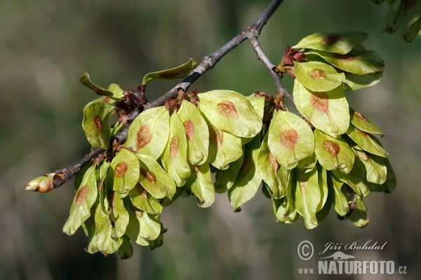 Field Elm (Ulmus minor)