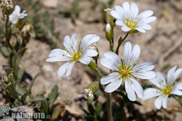 Field Mous-ear (Cerastium arvense)