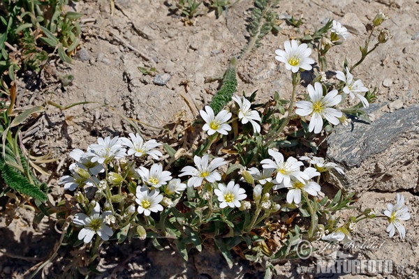 Field Mous-ear (Cerastium arvense)