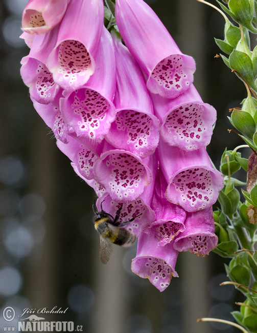 Fingerborgsblomma