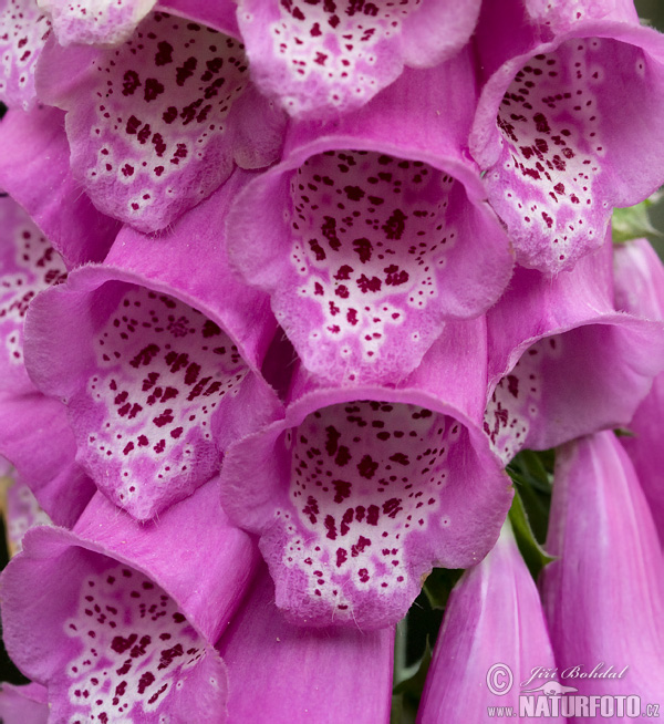 Fingerborgsblomma