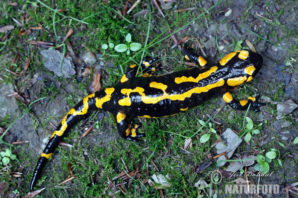 Fire Salamander (Salamandra salamandra)