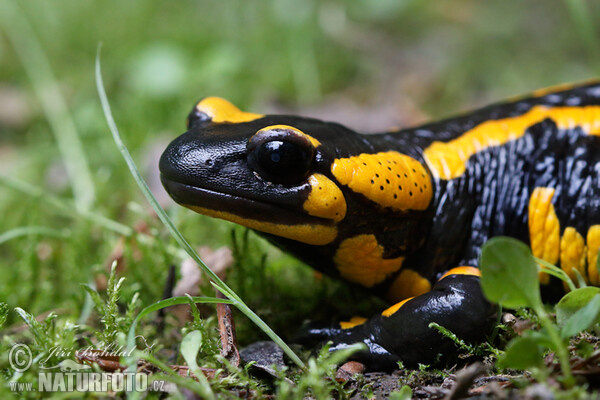 Fire Salamander (Salamandra salamandra)