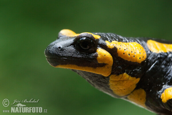 Fire Salamander (Salamandra salamandra)