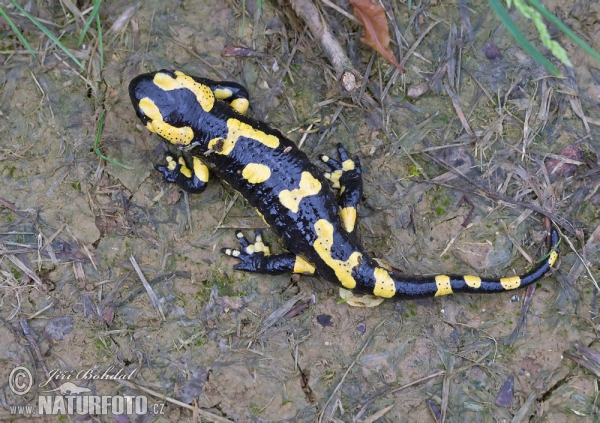 Fire Salamander (Salamandra salamandra)