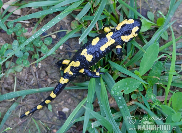 Fire Salamander (Salamandra salamandra)