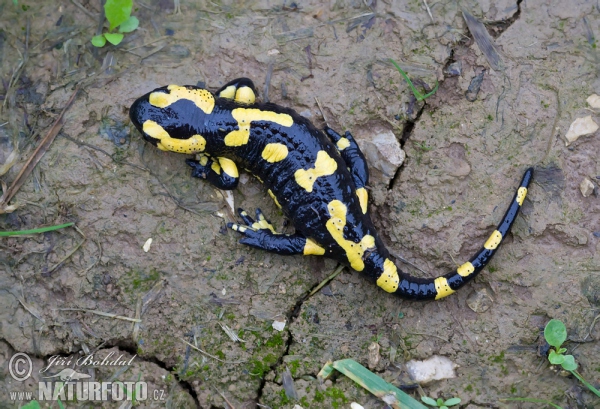 Fire Salamander (Salamandra salamandra)