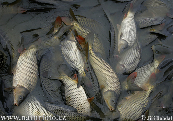 Fish harvest (Bezdrev)
