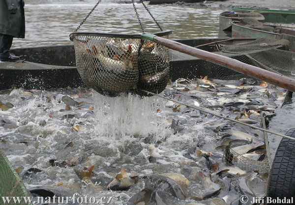 Fish harvest (Bezdrev)