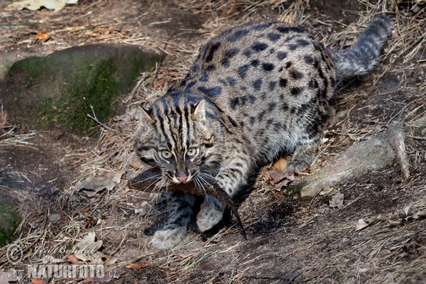 Fishing Cat (Prionailurus viverrinus)