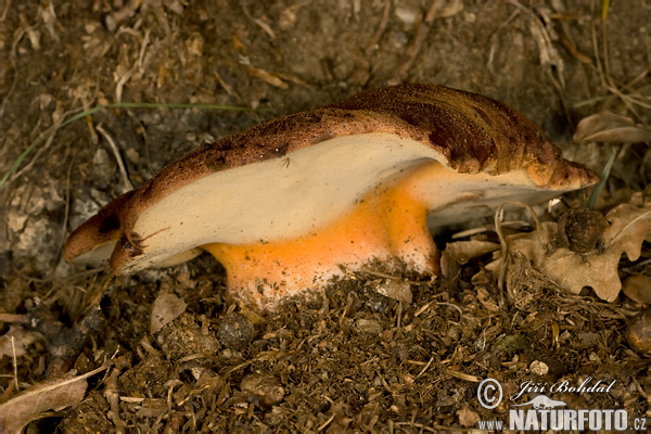 Fistulina hepatica