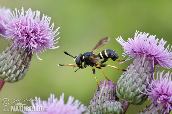 Fly (Conopsis flavipes)