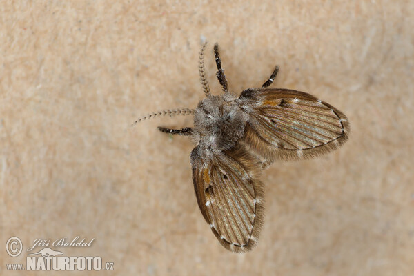 Fly (Clogmia albipunctata)