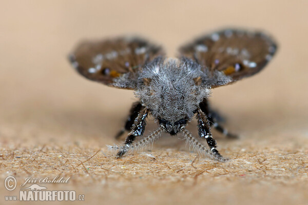 Fly (Clogmia albipunctata)