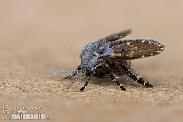 Fly (Clogmia albipunctata)
