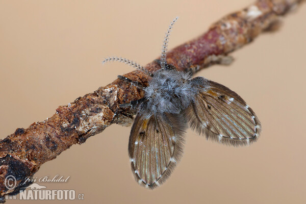 Fly (Clogmia albipunctata)