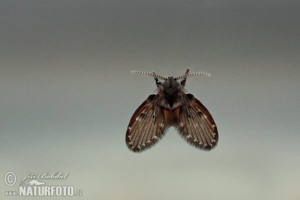 Fly (Clogmia albipunctata)