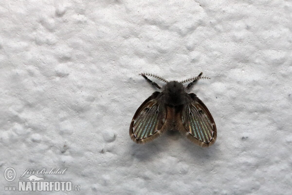 Fly (Clogmia albipunctata)