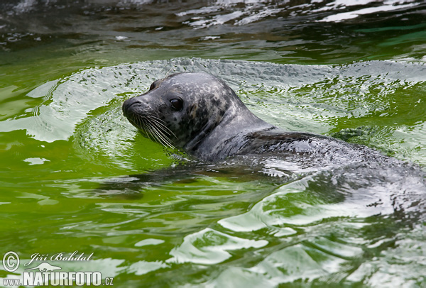 Foca común