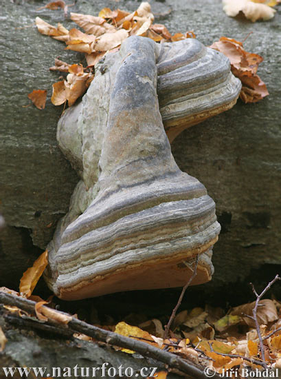 Fomes fomentarius