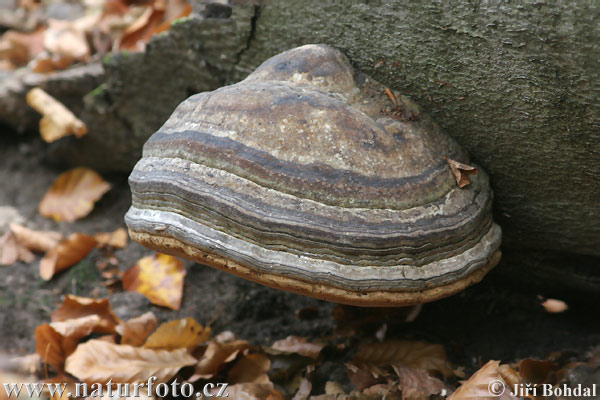 Fomes fomentarius