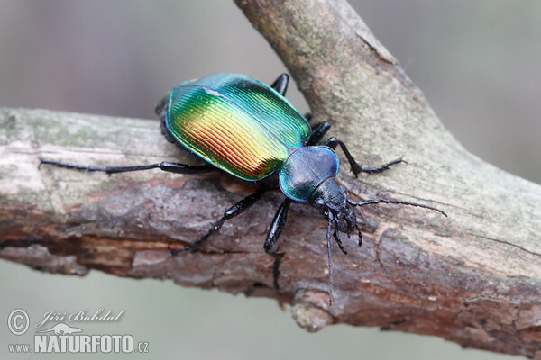 Forest Caterpillar Hunter (Calosoma sycophanta)