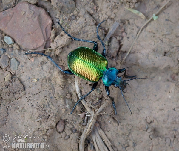 Forest Caterpillar Hunter (Calosoma sycophanta)