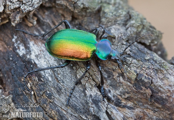 Forest Caterpillar Hunter (Calosoma sycophanta)