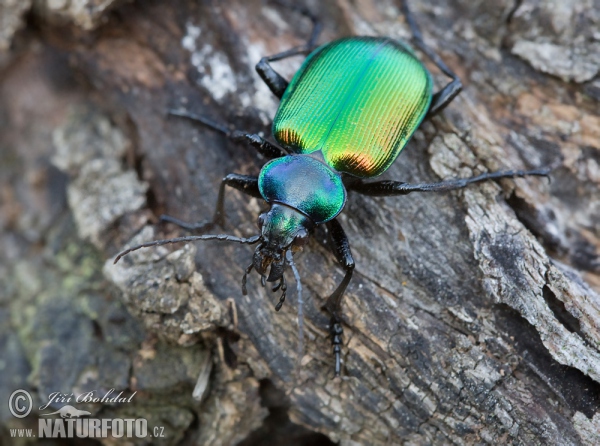 Forest Caterpillar Hunter (Calosoma sycophanta)