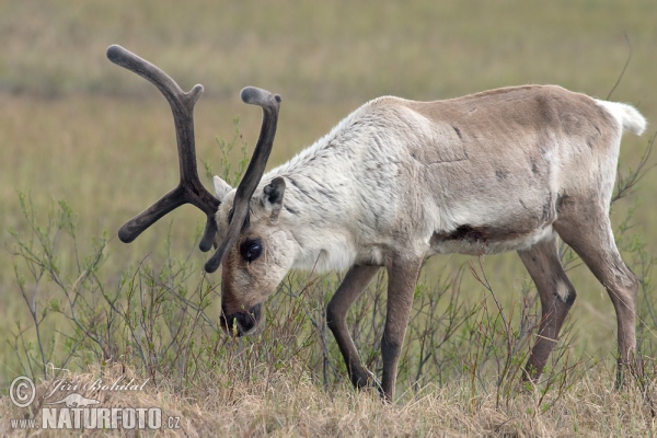 Forest Reindeer (Rangifer tarandus)