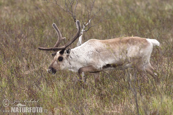 Forest Reindeer (Rangifer tarandus)