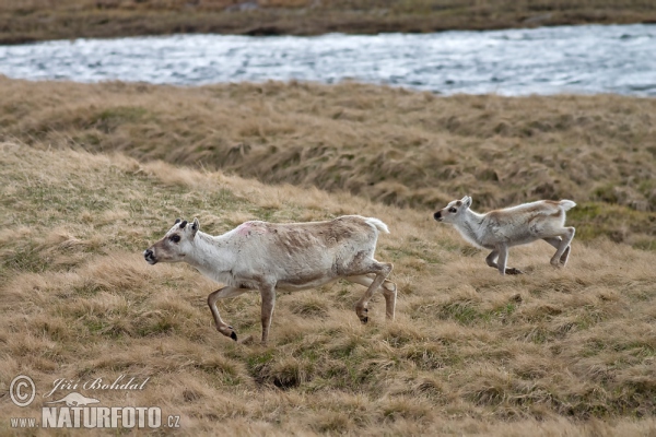 Forest Reindeer (Rangifer tarandus)