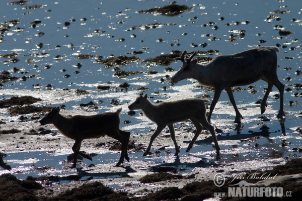 Forest Reindeer (Rangifer tarandus)