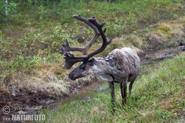 Forest Reindeer (Rangifer tarandus)