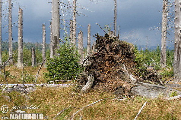 Forêt de Bohême