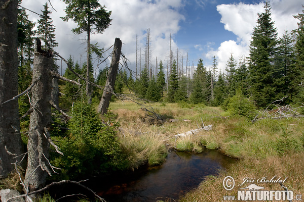 Forêt de Bohême