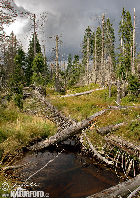 Forêt de Bohême