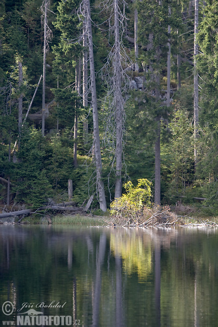 Forêt de Bohême