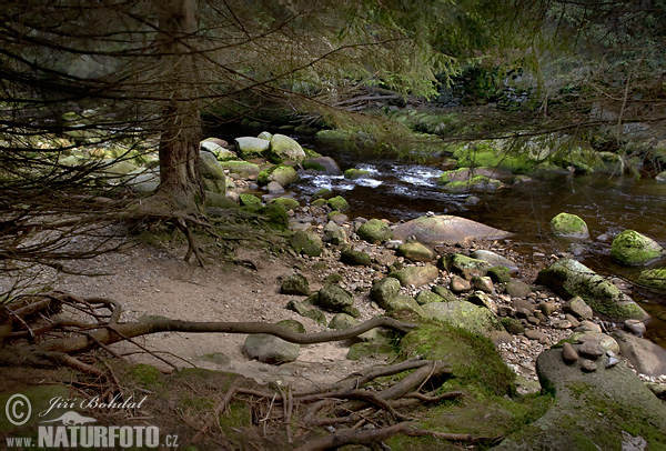 Forêt de Bohême